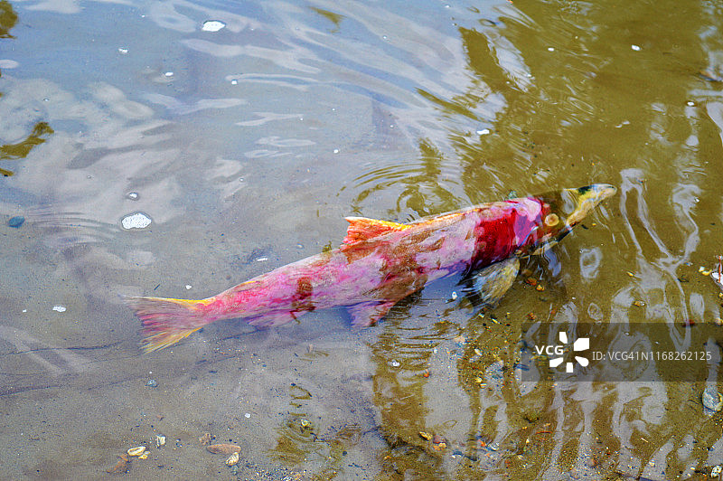 在小苏西特纳河中游动的红大马哈鱼图片素材