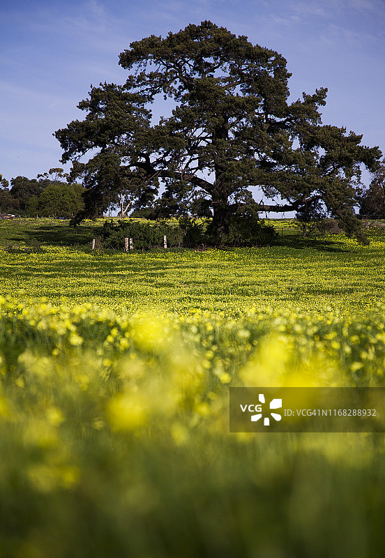 澳大利亚维多利亚州吉朗附近的盛开油菜花田图片素材