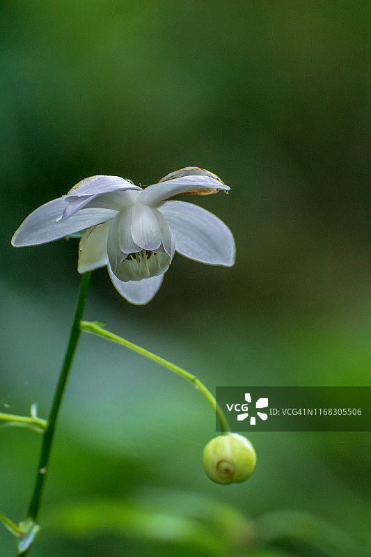 Anemonopsis macrophylla 莲华升麻图片素材