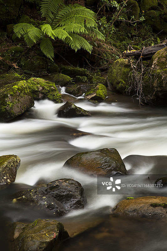 澳大利亚维多利亚大洋路奥特威国家公园圣乔治河幻影瀑布的树蕨图片素材