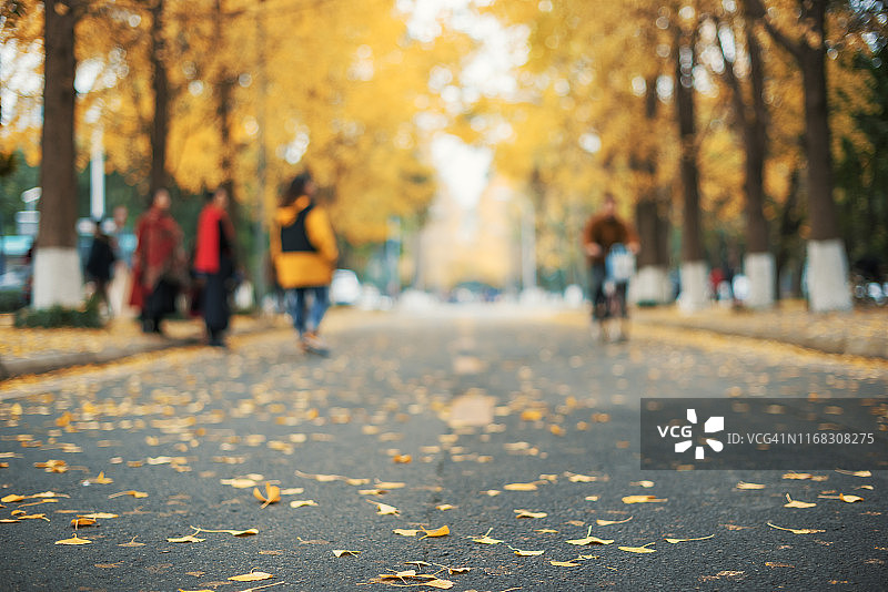 秋季黄色落叶的道路特写图片素材