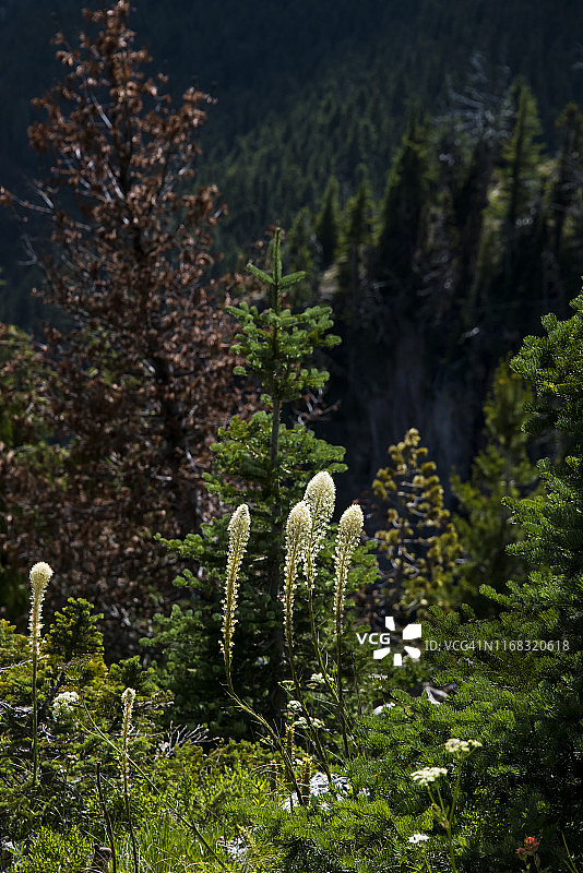熊草野花图片素材