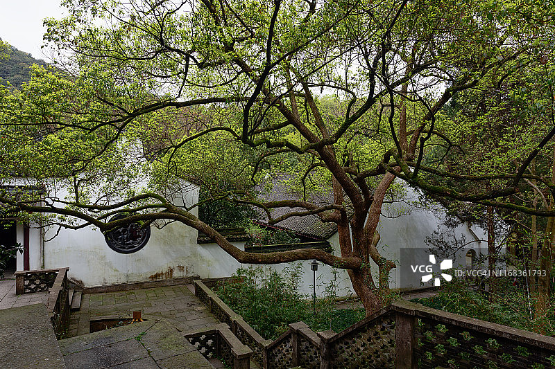 中国杭州的樟树与中式建筑图片素材