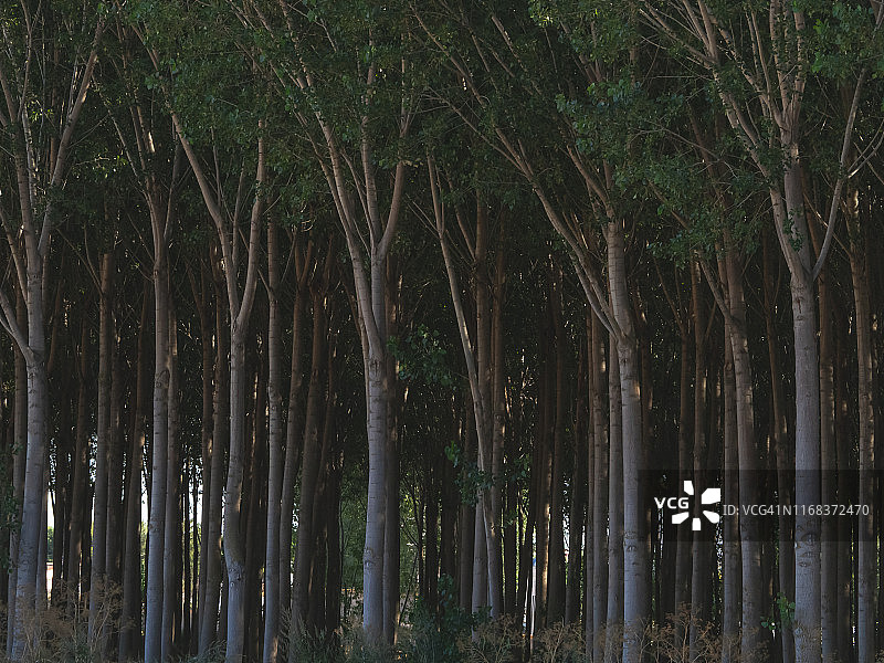 夏季黑杨树人工林景色图片素材