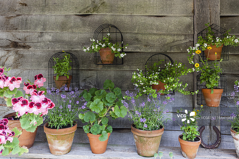 木制架子上粘土罐中的开花植物图片素材