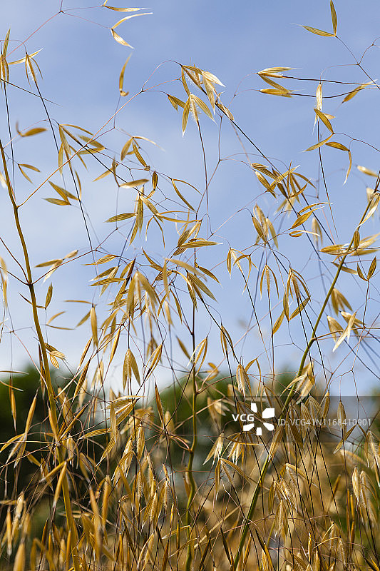 大针茅的开花头部图片素材