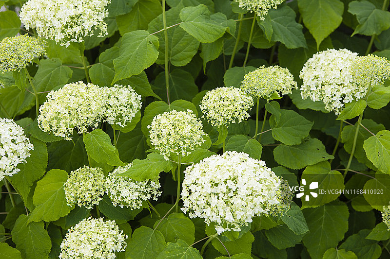 安娜贝尔绣球花（获英国皇家园艺学会花园优异奖）图片素材