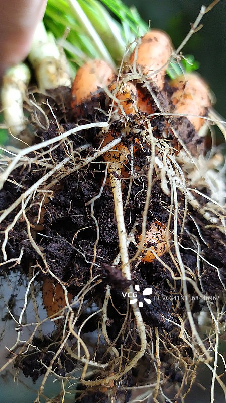 刚从花园里挖出的新鲜有机胡萝卜图片素材