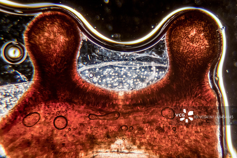 狼蛛的纳精囊细节图片素材