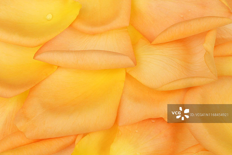 黄色和橙色玫瑰花瓣填充画面图片素材