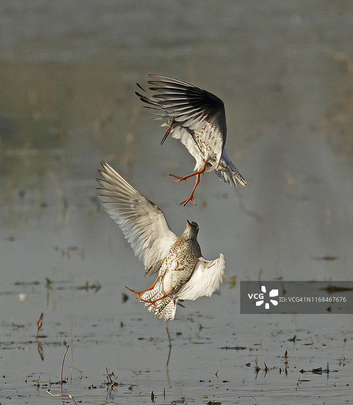 展开翅膀飞过水面的红脚鹬图片素材