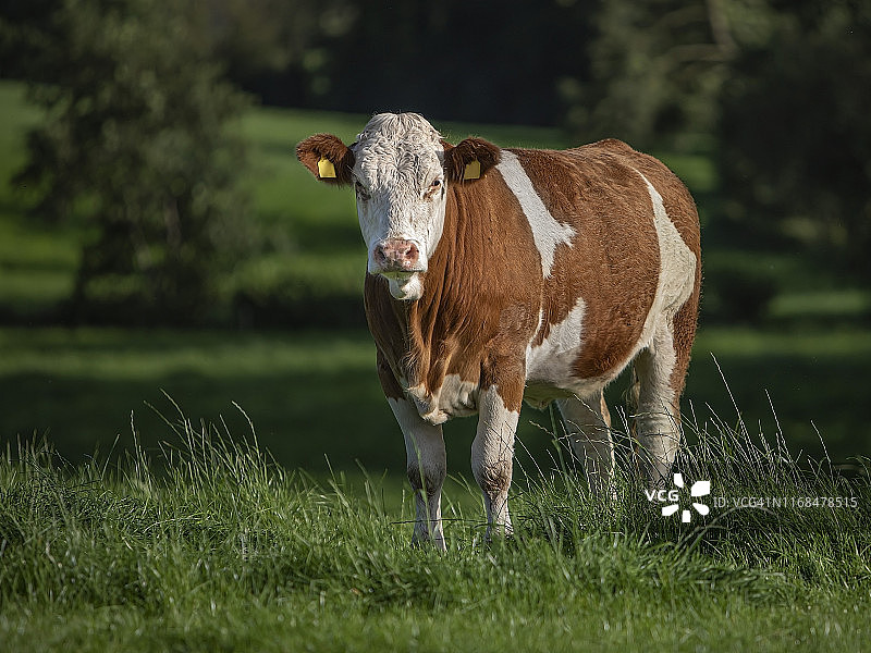 在草地上吃草的西门塔尔小母牛图片素材