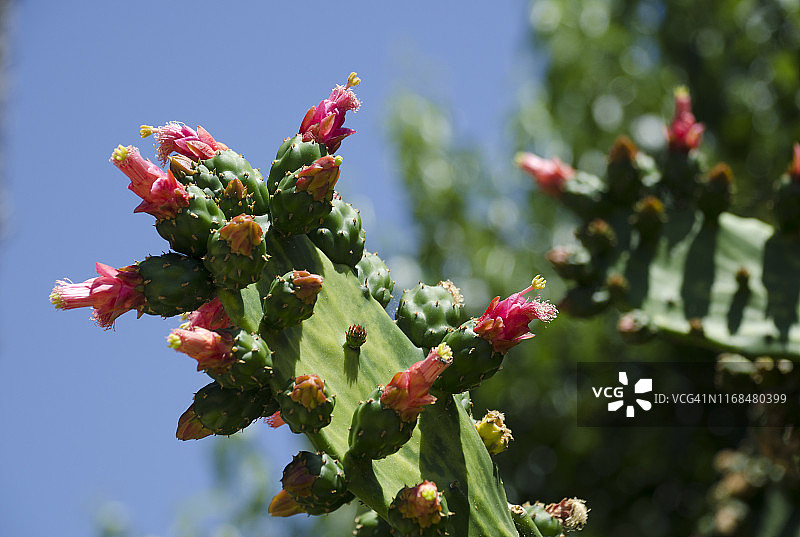 仙人掌图片素材