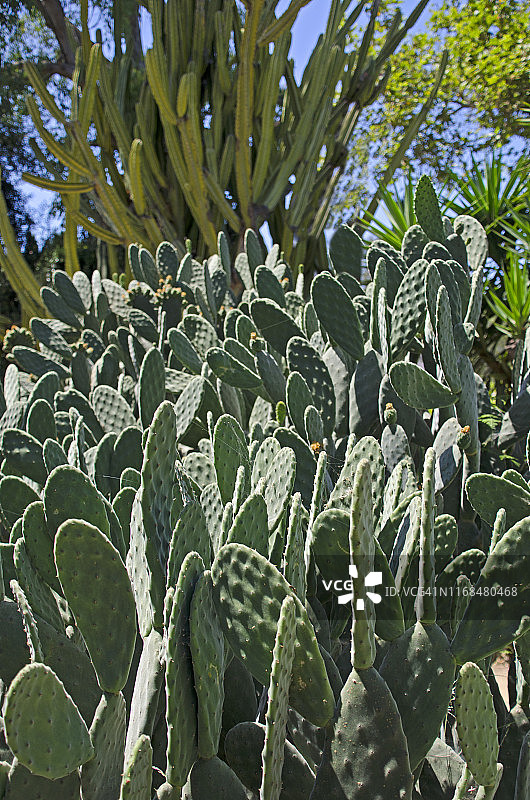 仙人掌图片素材