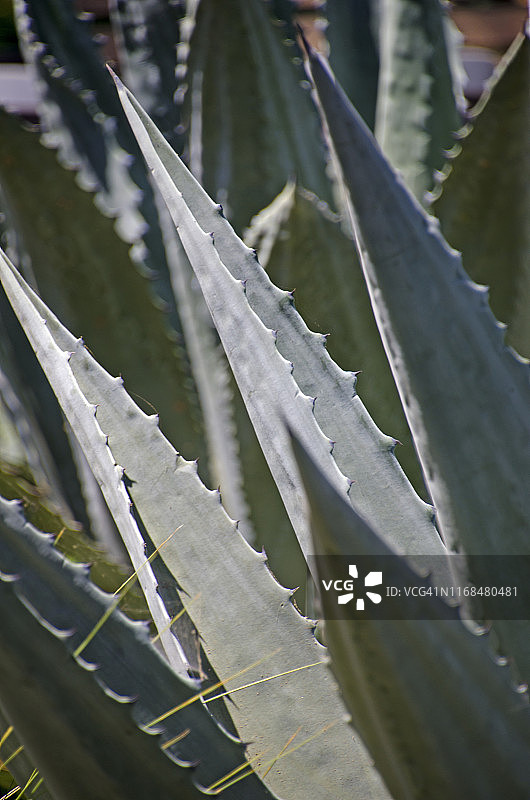 仙人掌图片素材