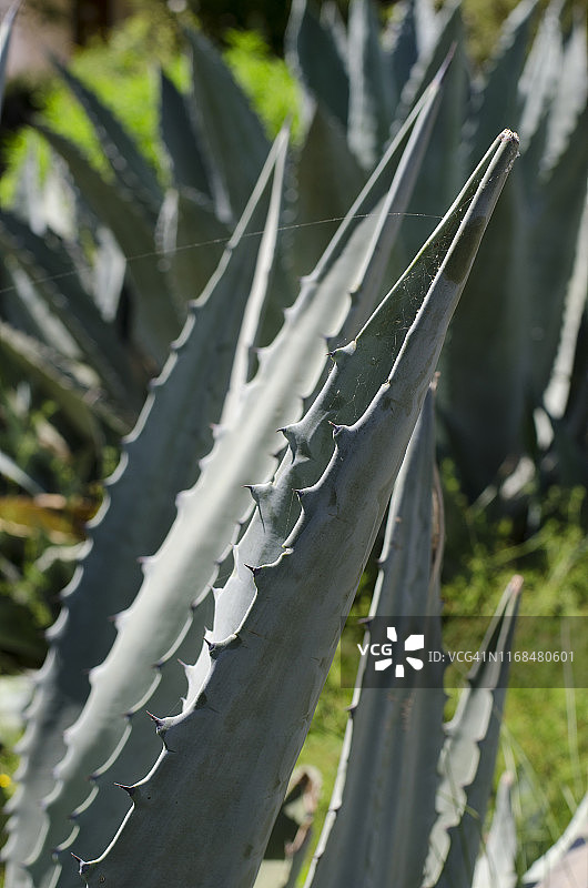 仙人掌图片素材