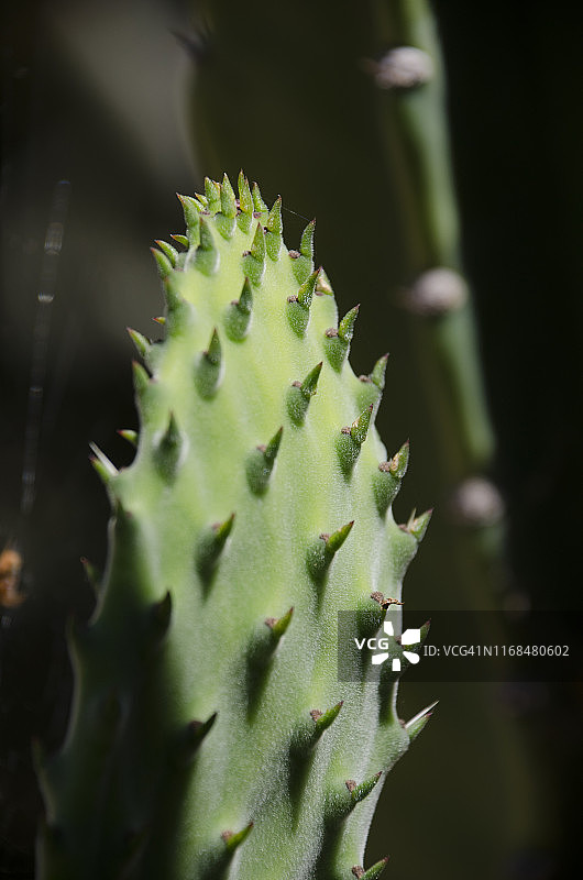 仙人掌图片素材