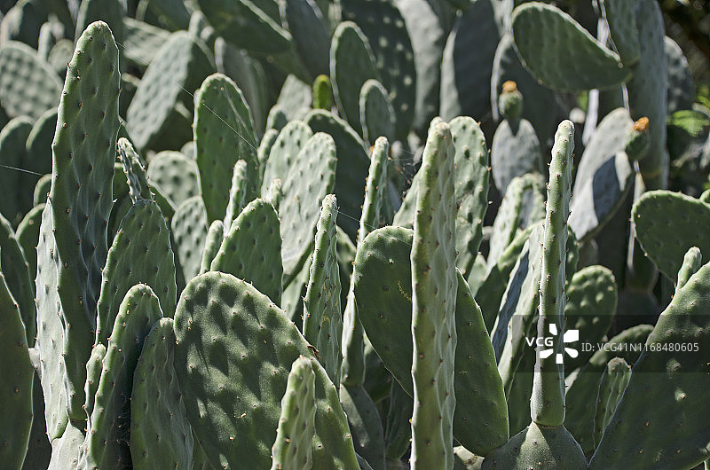 仙人掌图片素材