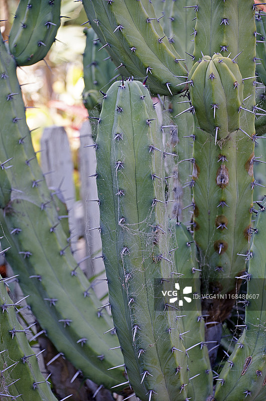 仙人掌图片素材