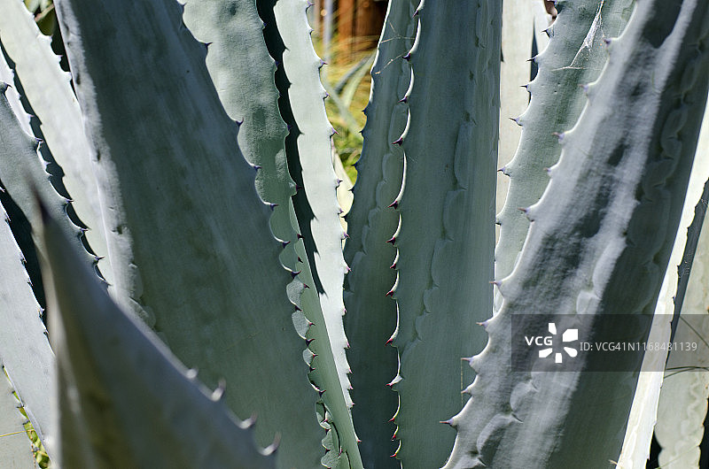 仙人掌图片素材