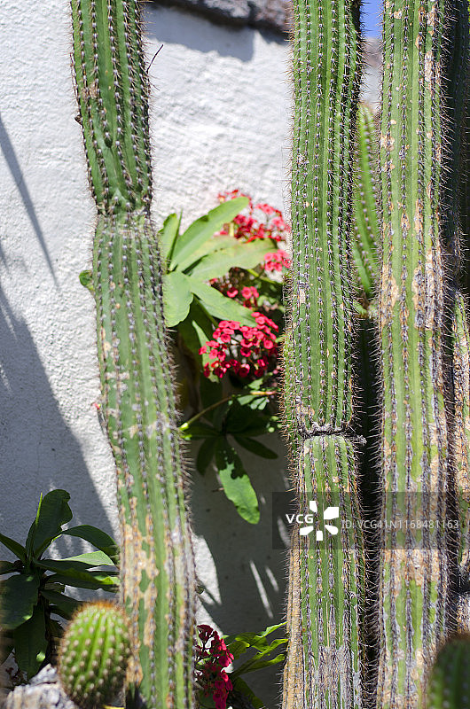 仙人掌图片素材