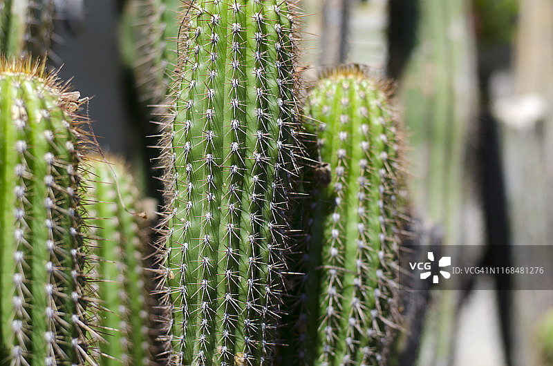 仙人掌图片素材