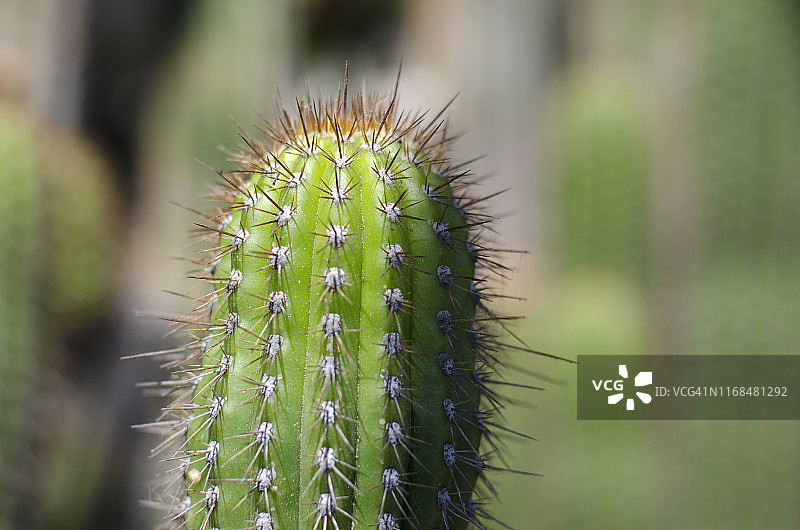 仙人掌图片素材
