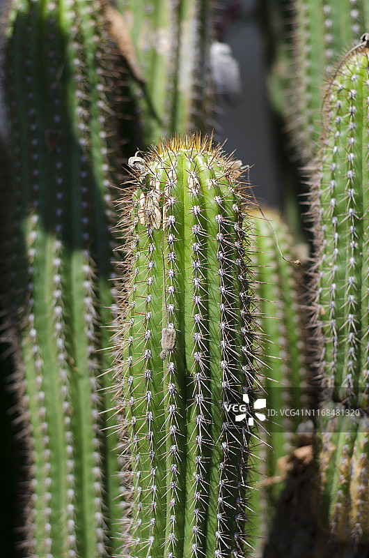 仙人掌图片素材