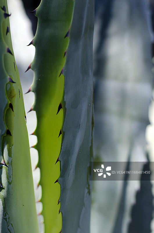 仙人掌图片素材