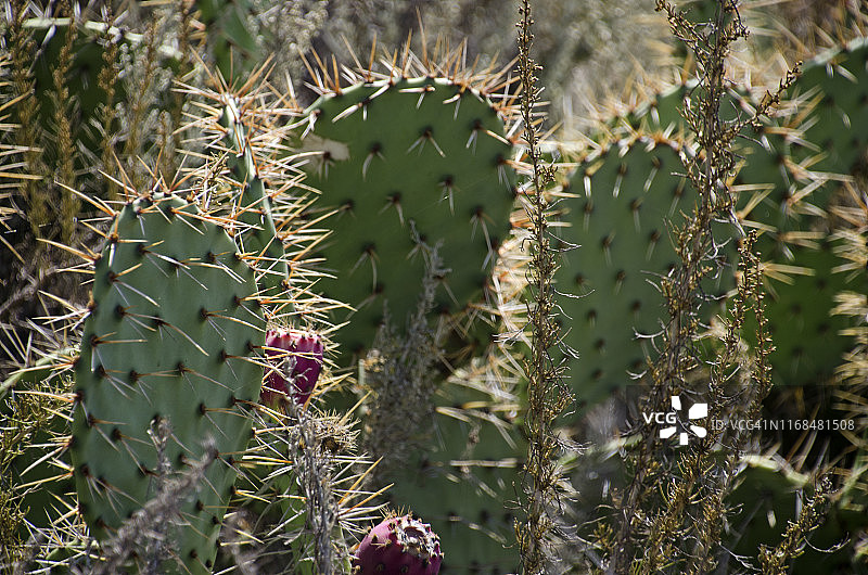 仙人掌图片素材