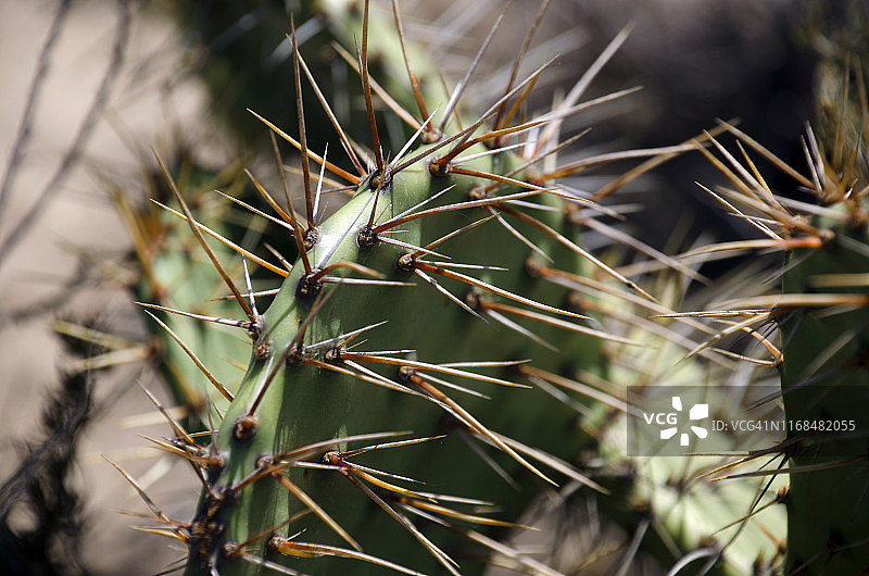 仙人掌图片素材