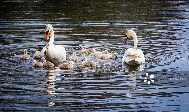 家庭圈图片素材