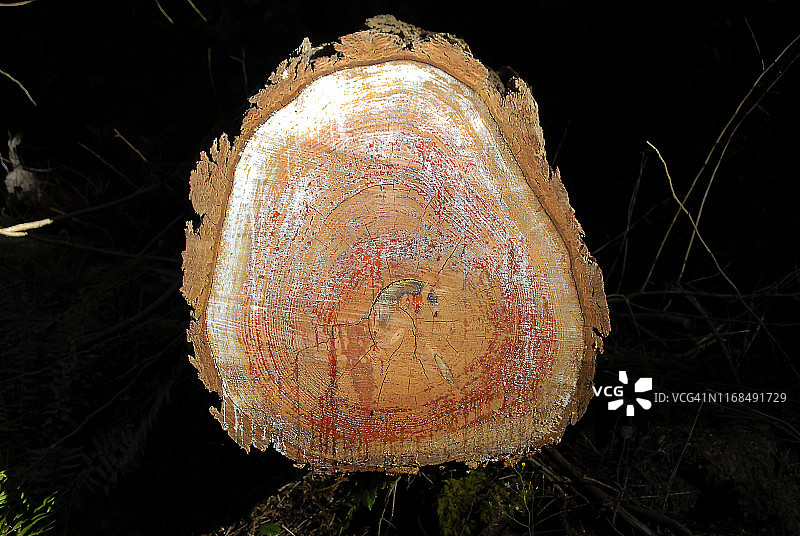 树干横截面与滴落的树液图片素材