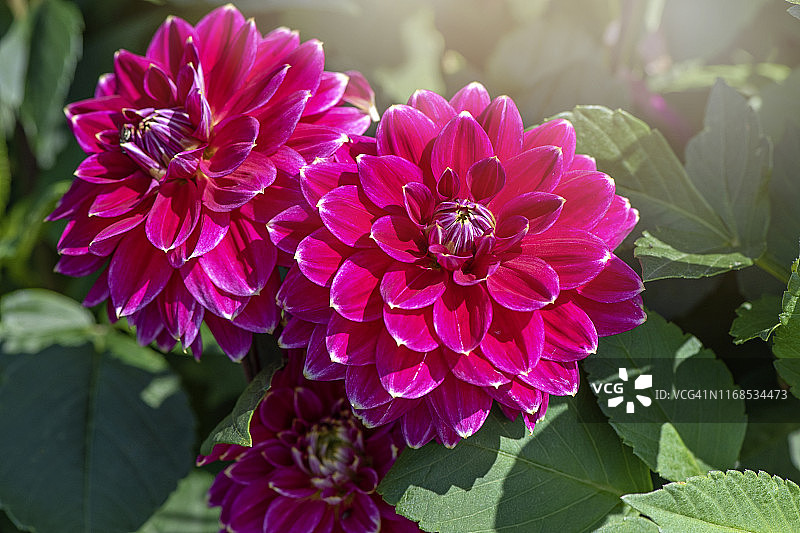 柔和阳光下美丽夏季粉色大丽花特写图片素材