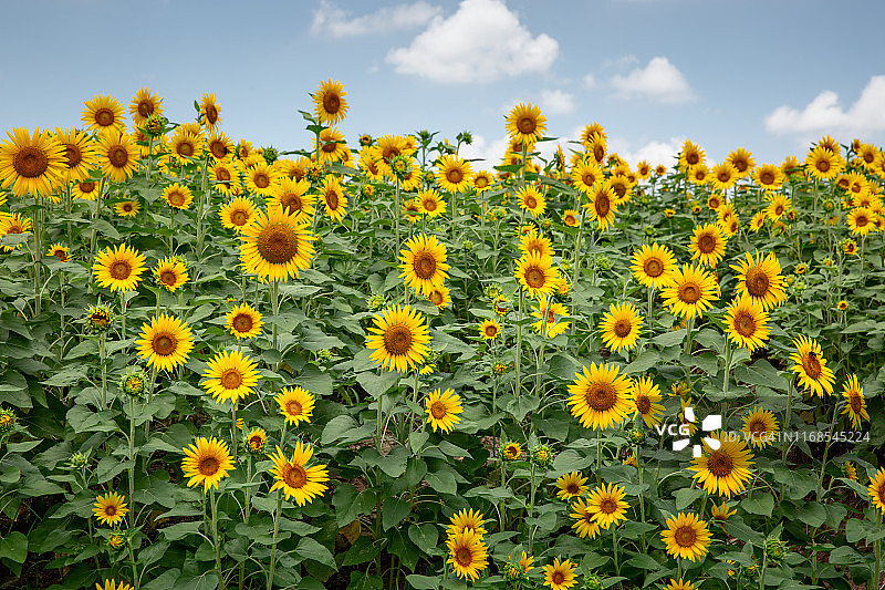 蓝天下盛开的向日葵花田图片素材