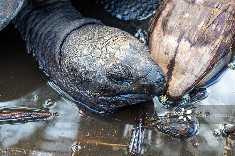 塞舌尔普拉兰岛上的乌龟图片素材