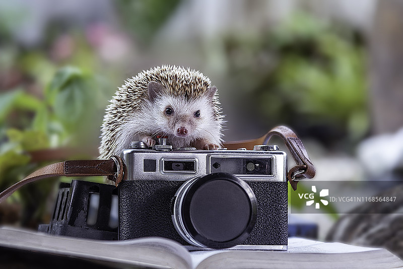 欧洲刺猬照片图片素材