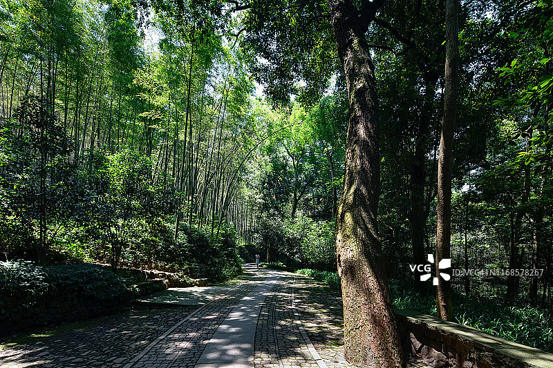 在竹林中徒步图片素材