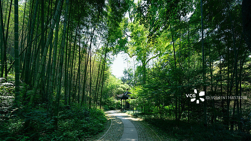 中国杭州，穿过竹林的小路图片素材