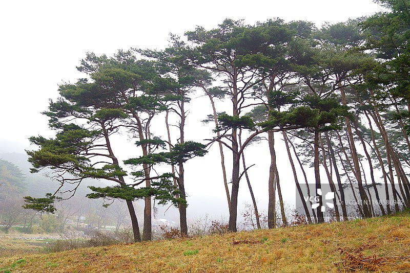雾中的精美树木图片素材