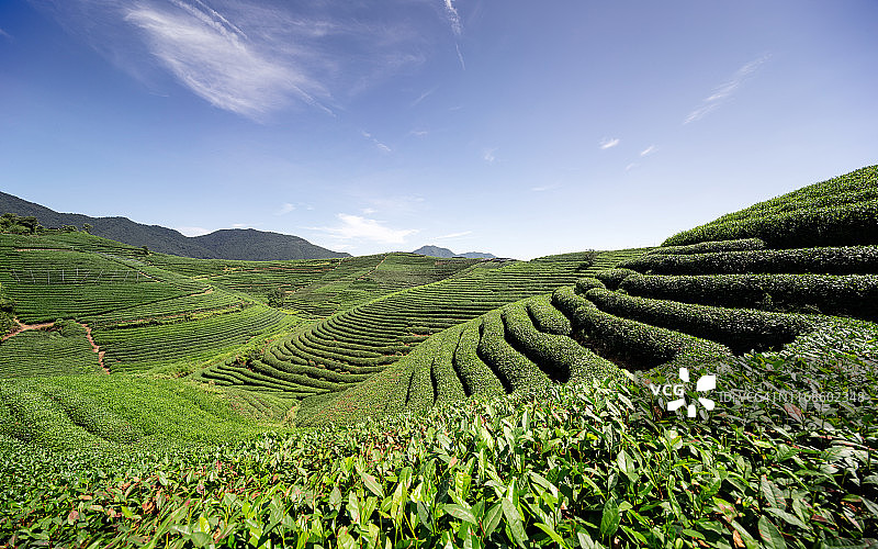 中国杭州蓝色天空下的梯田茶园图片素材