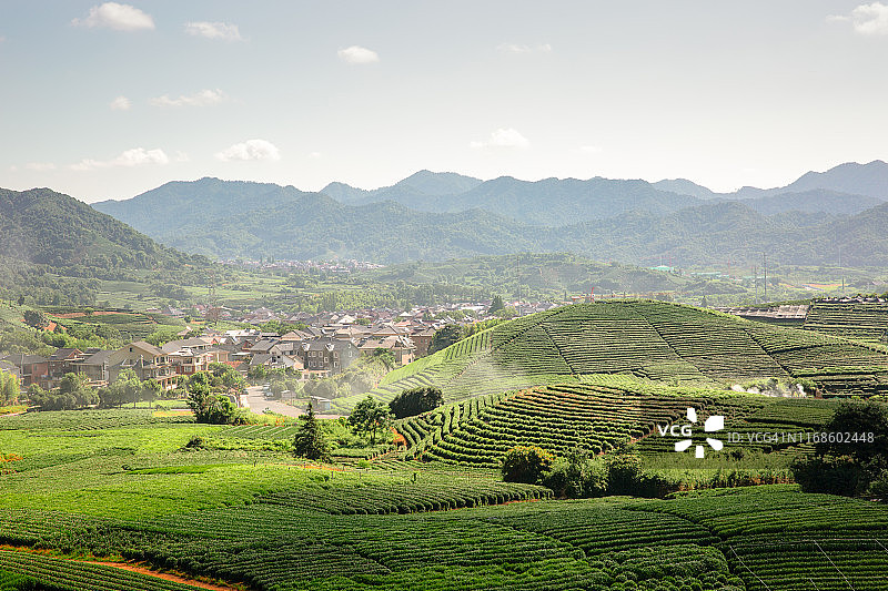 中国杭州清晨茶园图片素材