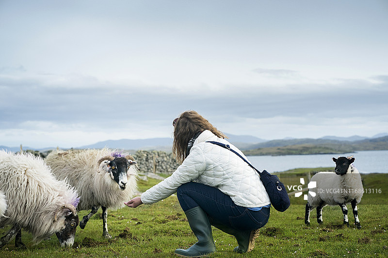 少女手中喂黑脸羊图片素材