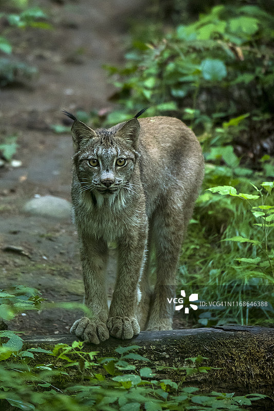 加拿大猞猁图片素材