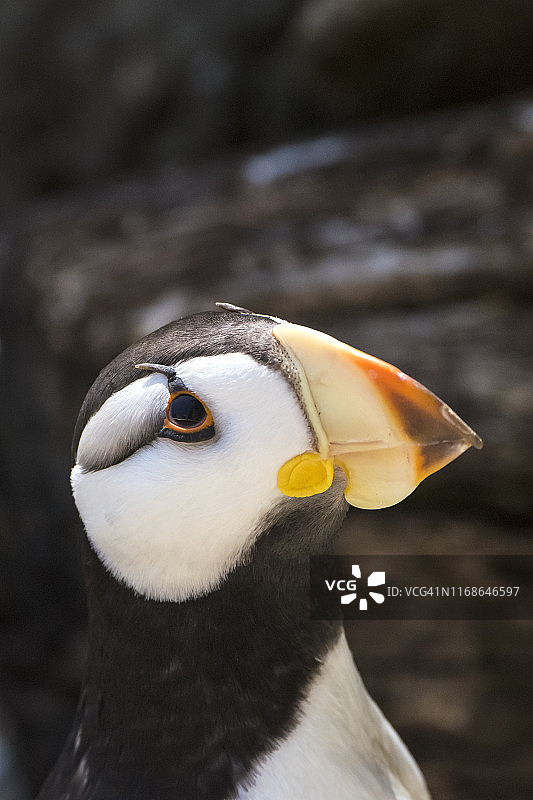 角海鹦图片素材