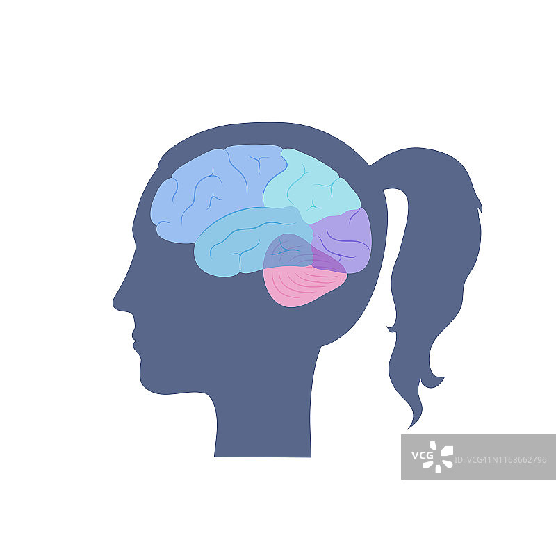 人脑解剖的矢量插图图片素材