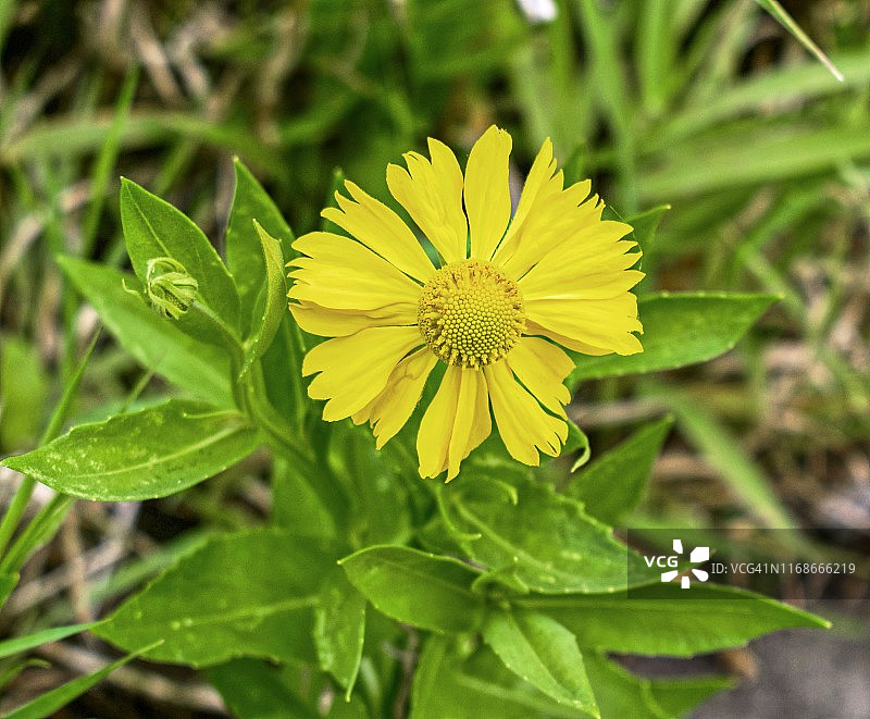 普通喷嚏草图片素材