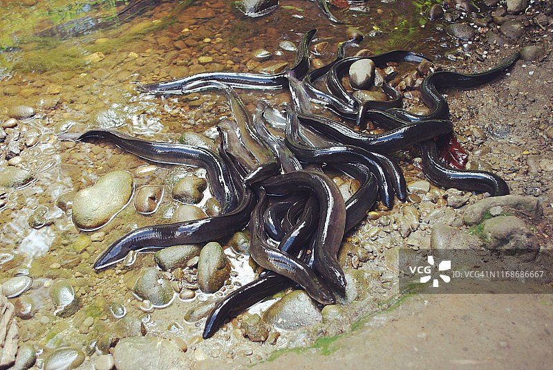 新西兰长鳍鳗图片素材