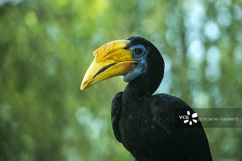 皱纹犀鸟图片素材