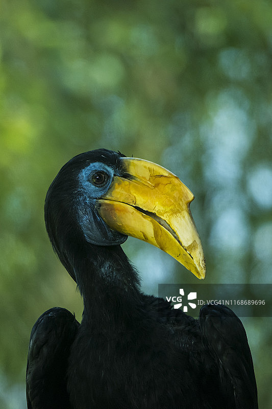 皱纹犀鸟图片素材